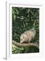 Opossum in Tree-DLILLC-Framed Photographic Print