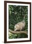 Opossum in Tree-DLILLC-Framed Photographic Print