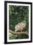 Opossum in Tree-DLILLC-Framed Photographic Print