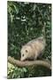 Opossum in Tree-DLILLC-Mounted Photographic Print