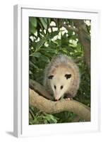 Opossum in Tree-DLILLC-Framed Photographic Print