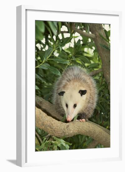 Opossum in Tree-DLILLC-Framed Photographic Print