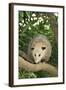 Opossum in Tree-DLILLC-Framed Photographic Print