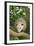 Opossum in Tree-DLILLC-Framed Photographic Print