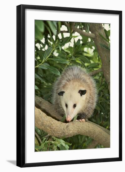 Opossum in Tree-DLILLC-Framed Photographic Print