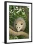 Opossum in Tree-DLILLC-Framed Photographic Print