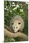 Opossum in Tree-DLILLC-Mounted Photographic Print