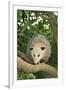 Opossum in Tree-DLILLC-Framed Photographic Print