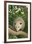 Opossum in Tree-DLILLC-Framed Photographic Print