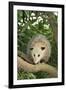 Opossum in Tree-DLILLC-Framed Photographic Print