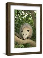 Opossum in Tree-DLILLC-Framed Photographic Print