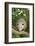 Opossum in Tree-DLILLC-Framed Photographic Print