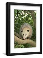 Opossum in Tree-DLILLC-Framed Photographic Print