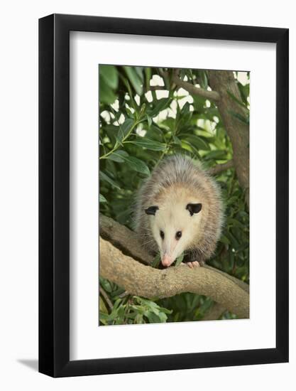 Opossum in Tree-DLILLC-Framed Photographic Print