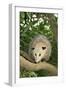 Opossum in Tree-DLILLC-Framed Photographic Print