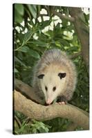 Opossum in Tree-DLILLC-Stretched Canvas