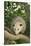 Opossum in Tree-DLILLC-Stretched Canvas