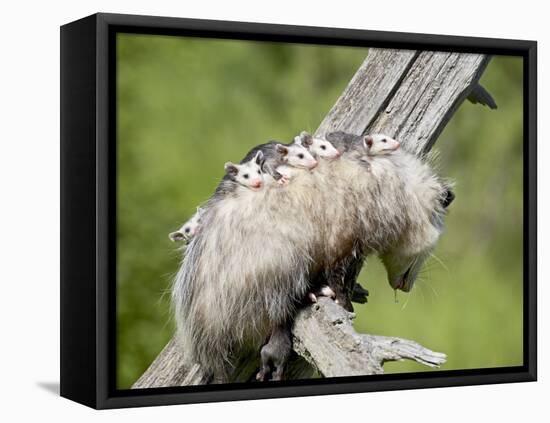 Opossum Mother and Babies, in Captivity, Sandstone, Minnesota, USA-James Hager-Framed Stretched Canvas