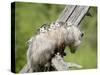 Opossum Mother and Babies, in Captivity, Sandstone, Minnesota, USA-James Hager-Stretched Canvas