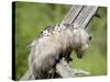 Opossum Mother and Babies, in Captivity, Sandstone, Minnesota, USA-James Hager-Stretched Canvas