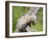 Opossum Mother and Babies, in Captivity, Sandstone, Minnesota, USA-James Hager-Framed Photographic Print