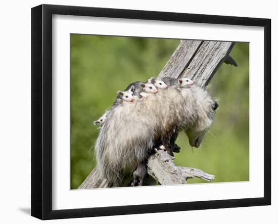 Opossum Mother and Babies, in Captivity, Sandstone, Minnesota, USA-James Hager-Framed Photographic Print