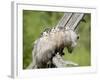 Opossum Mother and Babies, in Captivity, Sandstone, Minnesota, USA-James Hager-Framed Photographic Print