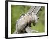 Opossum Mother and Babies, in Captivity, Sandstone, Minnesota, USA-James Hager-Framed Photographic Print