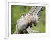 Opossum Mother and Babies, in Captivity, Sandstone, Minnesota, USA-James Hager-Framed Photographic Print