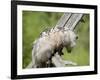 Opossum Mother and Babies, in Captivity, Sandstone, Minnesota, USA-James Hager-Framed Photographic Print