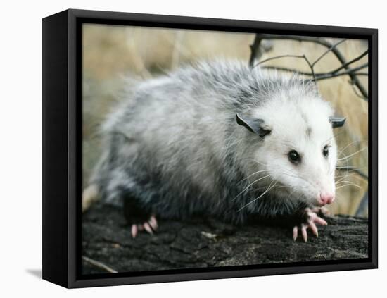Opossum Walking on Tree Branch-null-Framed Stretched Canvas