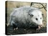 Opossum Walking on Tree Branch-null-Stretched Canvas