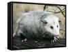 Opossum Walking on Tree Branch-null-Framed Stretched Canvas