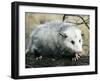 Opossum Walking on Tree Branch-null-Framed Premium Photographic Print
