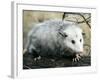 Opossum Walking on Tree Branch-null-Framed Photographic Print