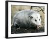 Opossum Walking on Tree Branch-null-Framed Photographic Print