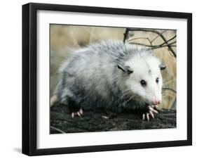 Opossum Walking on Tree Branch-null-Framed Photographic Print