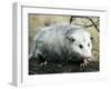 Opossum Walking on Tree Branch-null-Framed Photographic Print