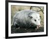 Opossum Walking on Tree Branch-null-Framed Photographic Print