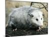 Opossum Walking on Tree Branch-null-Mounted Photographic Print