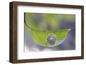 Opportunist Spider!-Bertrand Kulik-Framed Photographic Print