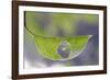 Opportunist Spider!-Bertrand Kulik-Framed Photographic Print