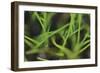 Optic Nature-Michael Banks-Framed Giclee Print