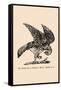 Optical Illusion Puzzle: The Hawk and Rabbit-null-Framed Stretched Canvas