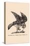 Optical Illusion Puzzle: The Hawk and Rabbit-null-Stretched Canvas