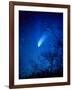 Optical Image of Comet Hale-Bopp, 6 April 1997-Detlev Van Ravenswaay-Framed Photographic Print