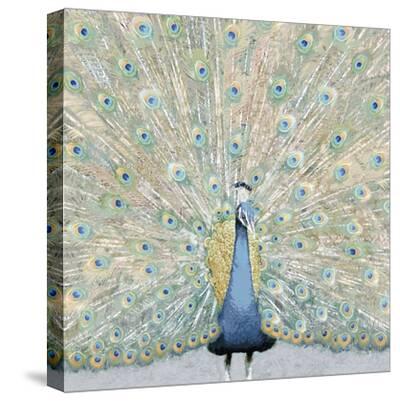 'Opulent Display' Stretched Canvas Print Paul Duncan