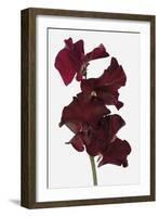Opulent Flourish - Jewel-Ben Wood-Framed Giclee Print