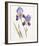 Opulent Irises-Hazel Soan-Framed Giclee Print