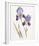 Opulent Irises-Hazel Soan-Framed Giclee Print